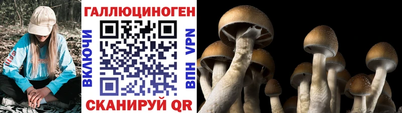 Псилоцибиновые грибы Psilocybine cubensis  Сухиничи 